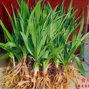 黄花菜种苗四季种植苗根阳台易活忘忧草萱草食用黄花菜根苗种子