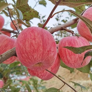 玫栀烟台红富士苹果山东栖霞新鲜孕妇吃的水果不打蜡一级脆甜当季整箱 75mm(含)-80mm(不含) 富士 9斤