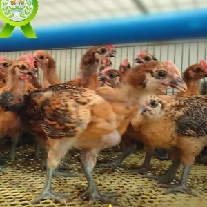散养黄土鸡苗 农村土鸡幼苗虫子鸡活苗 脱温鸡半大鸡买回家就可放养
