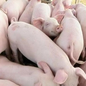 农家饲养商品白猪 育肥脱温母猪 养殖场小猪崽