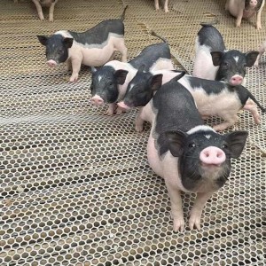 万牧养殖巴马香猪宠物观赏 家庭年猪适合散养抗病能力强商品猪