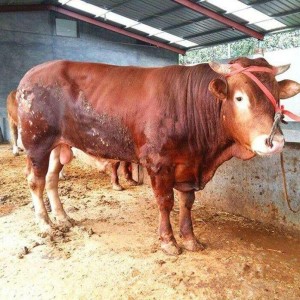 利木赞牛繁育基地 现代 纯种改良小肉牛 杂交牛苗