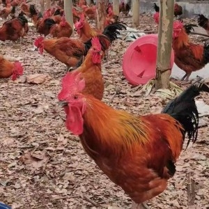 脱温商品红玉鸡 九斤红孵化场鸡苗 提供养殖技术