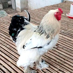 婆罗门鸡苗批发 友益养殖成年婆罗门鸡 大体婆罗门种鸡出售