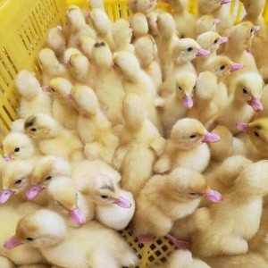 北海养鸭子 南宁鸭苗批发市场 附近养鸭基地 供应优质鸭苗