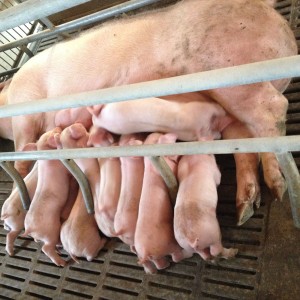 长期收购畜禽成品及优质畜禽幼苗