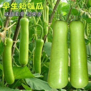 求购优质高产粮食、蔬菜、水果种苗种子