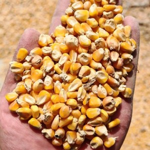 长期大量收购优质干湿玉米、小麦粮食原料