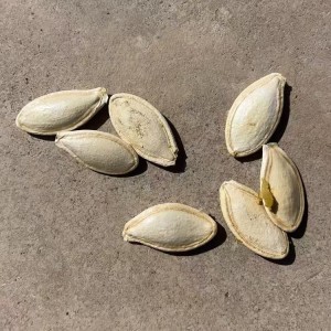 杂交品种 高抗打籽西葫芦 籽粒饱满均匀 抗逆性强